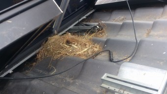 パネル下の鳥被害写真