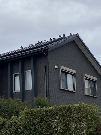 ソーラーパネル　鳥の巣　はと　被害