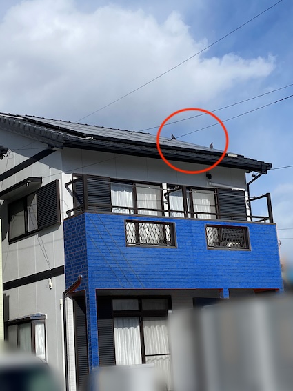 岡崎市　ソーラーパネル　太陽光　鳥の巣　被害　営巣　はと　瓦　屋根　調査