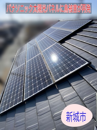 新城市でパナソニック太陽光パネルに鳥被害が再発してしまった原因を調査