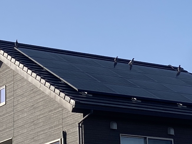 太陽光パネル　鳩　屋根の上　糞害