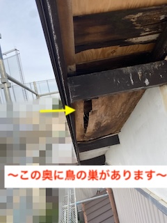 軒天　劣化　剥がれ　鳥の巣　修理　豊橋市