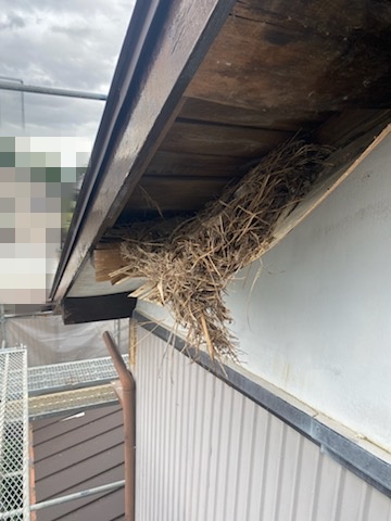 軒天　劣化　剥がれ　鳥の巣　修理　豊橋市
