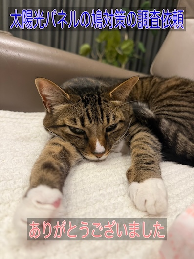 蒲郡市で太陽光パネルの鳩対策の調査依頼をいただいたS様
