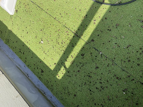 蒲郡市　太陽光パネ蒲郡市　太陽光パネル　フン被害　鳥の巣　防鳥対策ル　フン被害　鳥の巣　防鳥対策