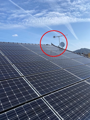 蒲郡市　太陽光パネル　フン被害　鳥の巣　防鳥対策