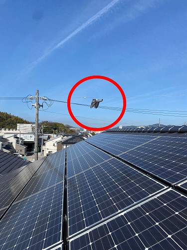 蒲郡市　太陽光パネル　フン被害　鳥の巣　防鳥対策