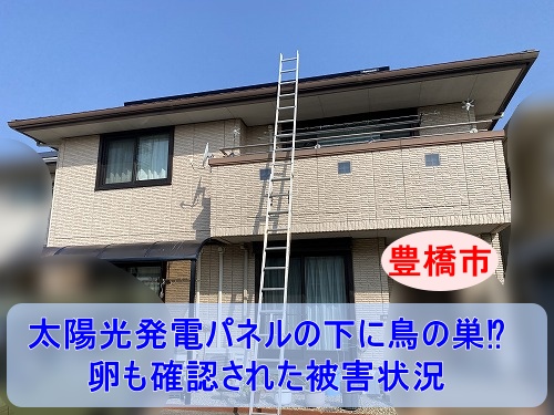 豊橋市｜太陽光発電パネルの下に鳥の巣！？卵も確認された屋根調査でわかった被害状況と見逃せないリスクとは？