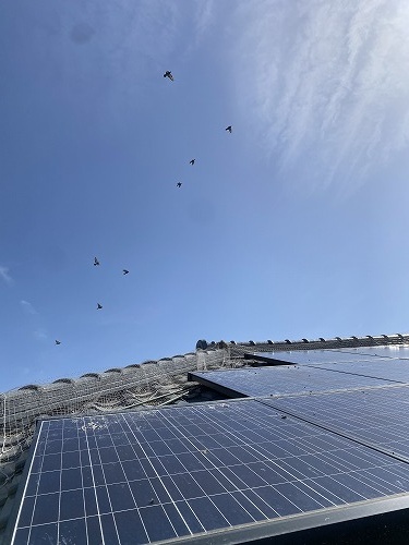 鳥の巣　防鳥対策　太陽光パネル　西尾市