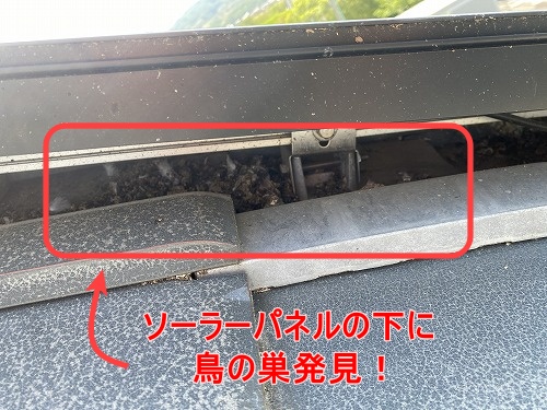 鳥の巣　防鳥対策　太陽光パネル　西尾市　