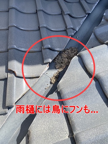 鳥の巣　防鳥対策　太陽光パネル　西尾市