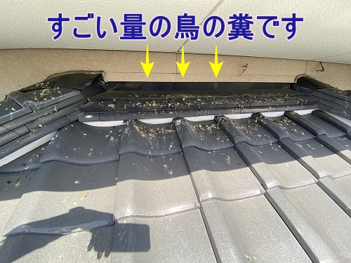 鳥の巣　防鳥対策　太陽光パネル　西尾市