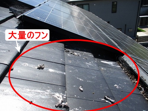 鳥の巣　防鳥対策　太陽光パネル　豊橋市　ＳＨＡＲＰ