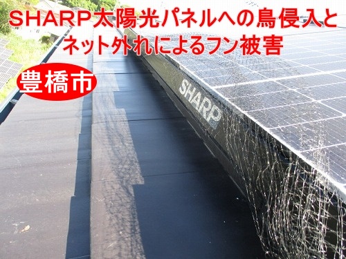 豊橋市｜2階建て寄棟屋根で確認されたＳＨＡＲＰ太陽光パネル周辺の鳥侵入とネット外れによるフン被害