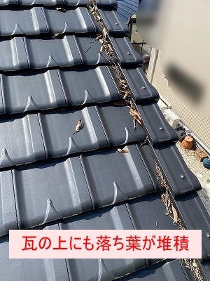 田原市　落ち葉　雑木林　雨樋
