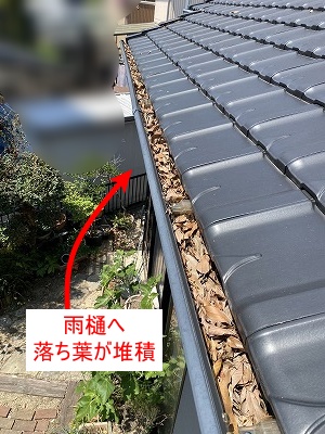 田原市　落ち葉　雑木林　雨樋