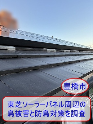 豊橋市｜東芝ソーラーパネル周辺の鳥被害と防鳥対策を専門店が調査しました