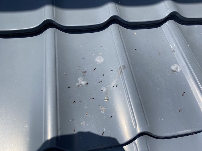 金属瓦　メタルルーフ 　コウモリ　フン