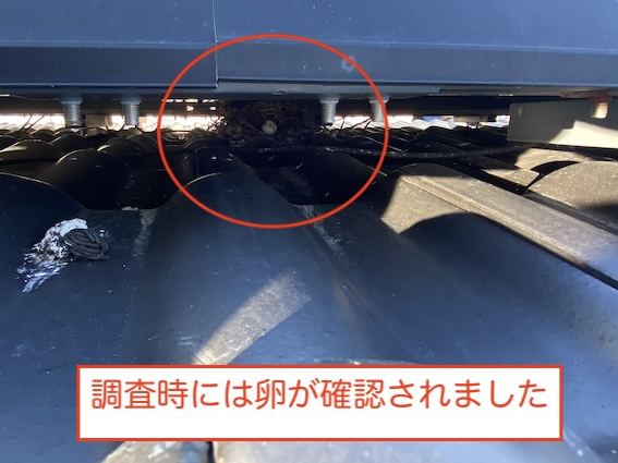 新城市　ソーラーパネル　太陽光　鳥の巣　