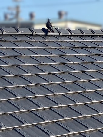 蒲郡市　ハト　屋根　鳥の巣