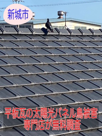 新城市で平板瓦屋根の太陽光パネル鳥被害を専門店が無料調査