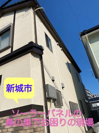 お問合せ急増！　新城市でソーラーパネル下の鳩被害に対策のご相談