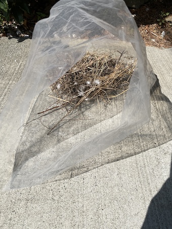 鳩の巣　撤去　ゴミ