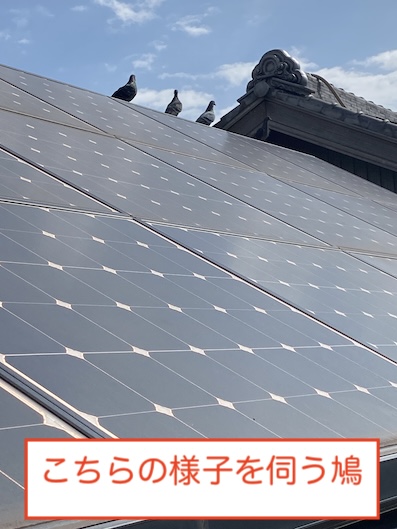 幸田町　太陽光パネル　鳥の巣　鳩　対策