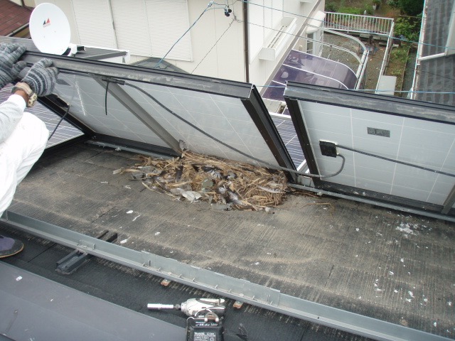 カラーベスト　太陽光パネル　鳥の巣