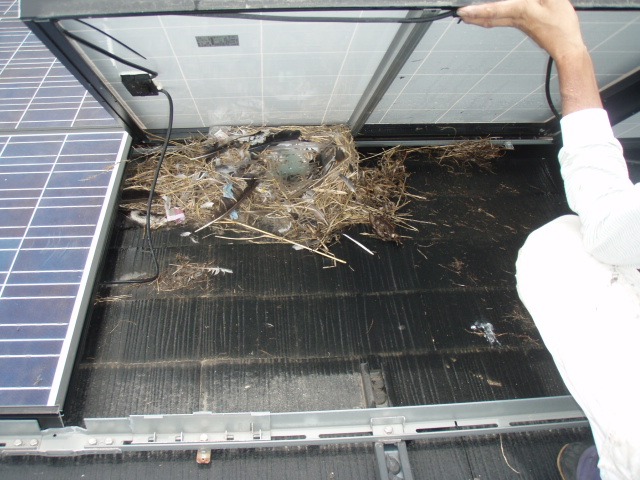 カラーベスト　太陽光パネル　鳥の巣