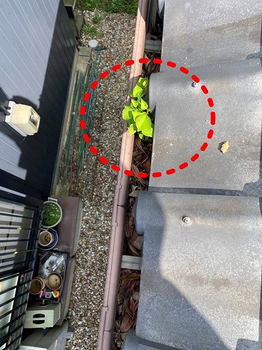 豊橋市　雨樋　落ち葉　雑木林　清掃　雑草