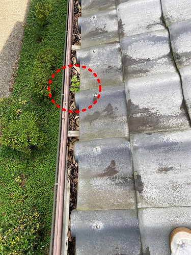 豊橋市　雨樋　落ち葉　雑木林　清掃　雑草