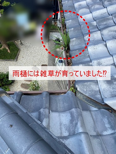 豊橋市　雨樋　落ち葉　雑木林　清掃　雑草