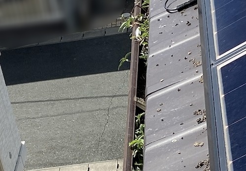 太陽光パネル　フン被害　鳥の巣